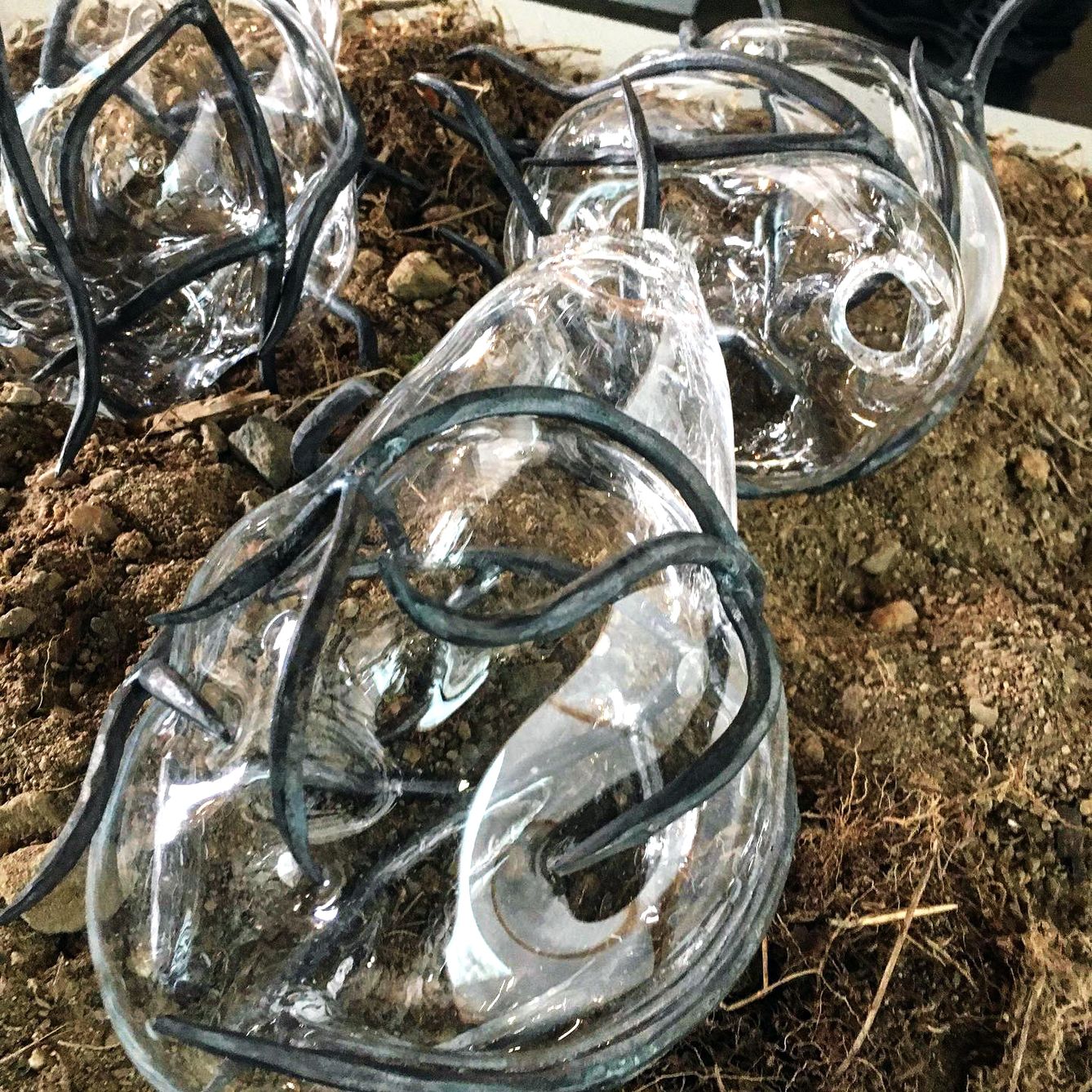 fruktkroppar på jord